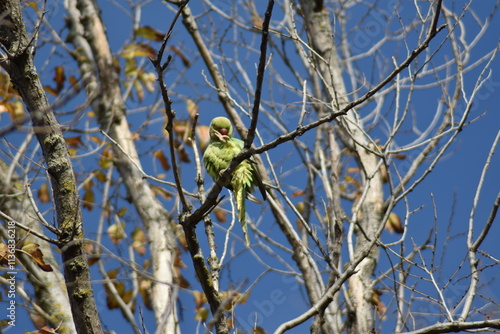 Plakat Rose-ringed parakeet bird 