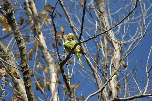 Obraz na płótnie Rose-ringed parakeet bird 