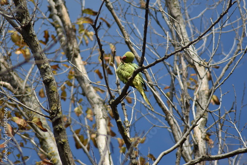Obraz na płótnie Rose-ringed parakeet bird 