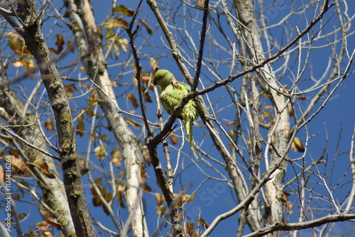Obraz na płótnie Rose-ringed parakeet bird 