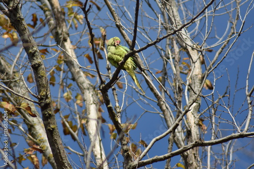 Wallpaper Mural Rose-ringed parakeet bird (Psittacula krameri "cotorra de kramer")) Torontodigital.ca