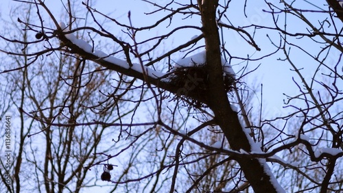 A bird's nest on a snowy tree Bird's nest in winter