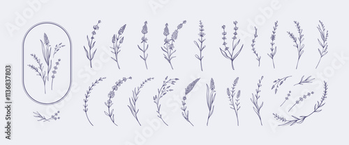 Hand drawn lavender. Elegant botanical sketches of lavender sprigs, stems, and blossoms. Minimalist floral decorative flower branches vector illustration set.