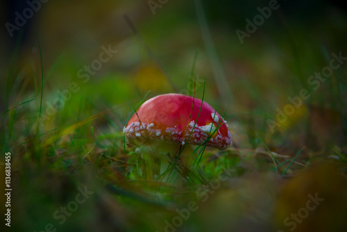 Muchomor czerwony kapelusz grzyba wystający z trawy w lesie na mchu i trawie, jesień, fungi, rośliny photo