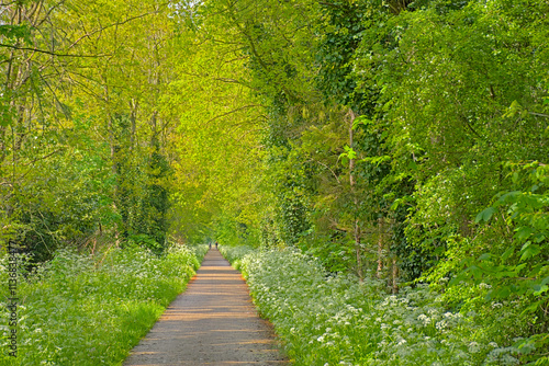  `Bels lijntje`, famous hiking path along a fresh green spring forest in Turnhoutse Vennen nature reserve, Flanders, Belgium. The trail, following an old railway, connects the cities of Turnhout and T photo