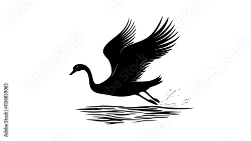 Swan rises from the water, its feet pushing off the surface, wings flapping, Animal Vector Graphic