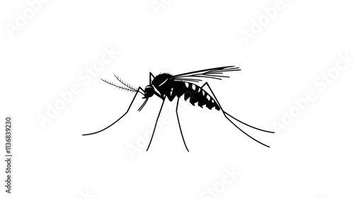 The mosquito lands on a flat surface, standing still to sense its surroundings, Animal Vector Graphic