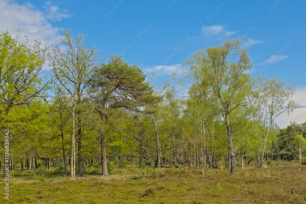 Obraz premium Heat with fresh green spring trees in Turnhoutse Vennen nature reserve, Turnhout, Flanders, Belgium. high angle view 