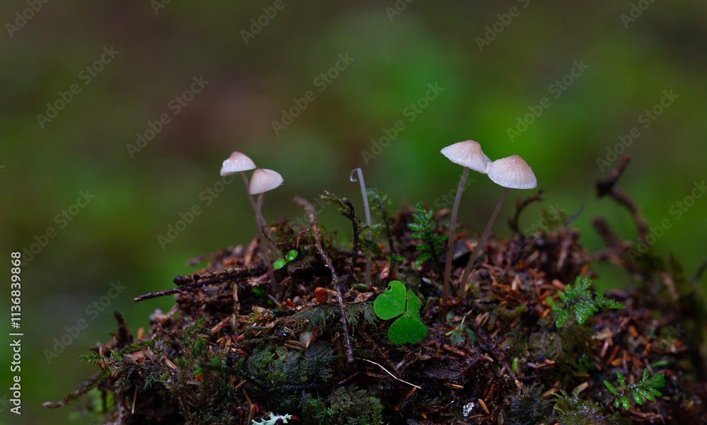 Mycena rubromarginata, known as the Red Edge Bonnet, wild mushroom from Turkey