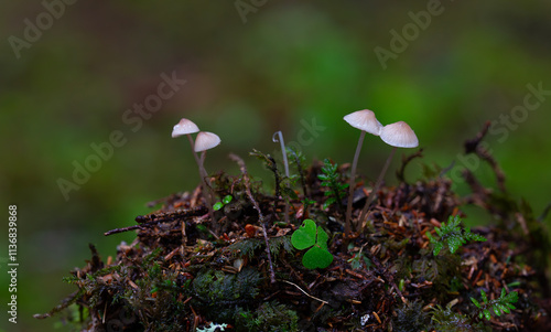 Obraz na płótnie Mycena rubromarginata, known as the Red Edge Bonnet, wild mushroom from Turkey w salonie
