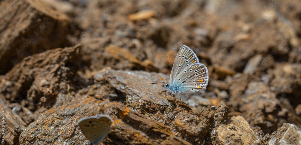 mineral field blue butterfly, Turkmenistan Zephyr Blue, Plebejus zephyrinus