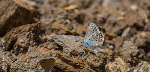 Obraz na płótnie mineral field blue butterfly, Turkmenistan Zephyr Blue, Plebejus zephyrinus w salonie