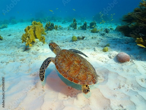 Obraz na płótnie Sea turtle, coral reef and white sandy seabed