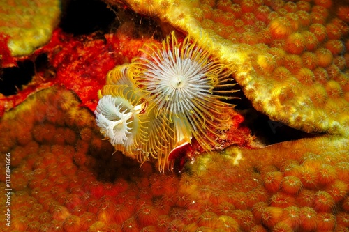 Yellow white christmas tree worm (marine animal) on coral reef. Scuba diving on the reef, underwater macro photography. Aquatic colorful worm. Tropical ocean and aquatic life, travel photo.