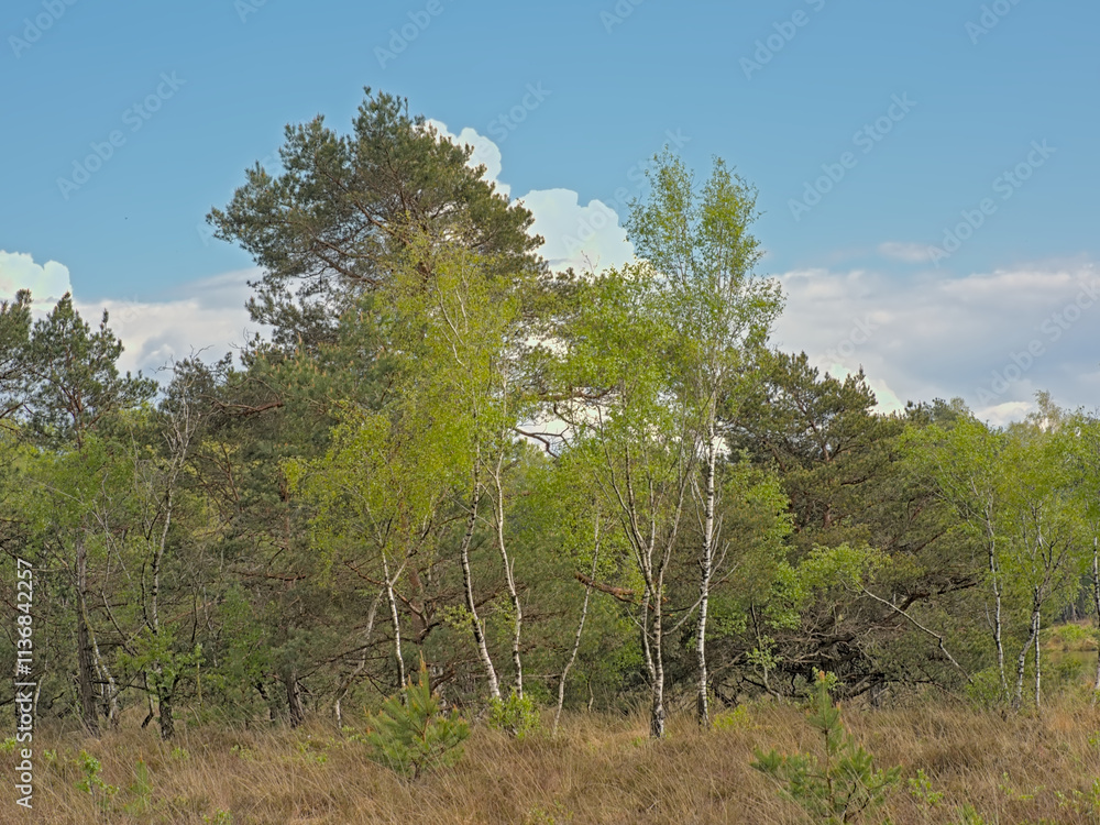 Heat with fresh green spring trees in Turnhoutse Vennen nature reserve, Turnhout, Flanders, Belgium. high angle view Heat with fresh green spring trees in Turnhoutse Vennen nature reserve, Turnhout, Flanders, Belgium. high angle view