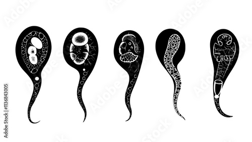 The early developmental stages of C elegans embryos under a microscope, Vectorized Animal Art