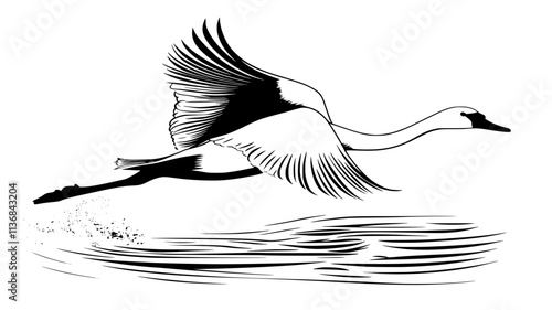 Trumpeter swan taking flight from water surface, Vectorized Animal Art