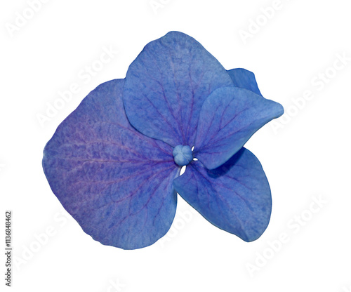 Single Blue Hydrangea flower isolated on white. High magnification. Single Blue Hydrangea Flower Isolated on White Background with clipping mask.