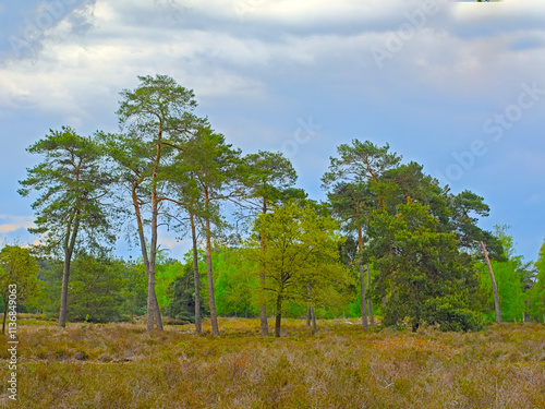 Srping heath landscape with trees  in Turnhoutse Vennen nature reserve, Turnhout, Flanders, Belgium photo