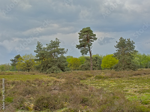 Srping heath landscape with trees  in Turnhoutse Vennen nature reserve, Turnhout, Flanders, Belgium photo