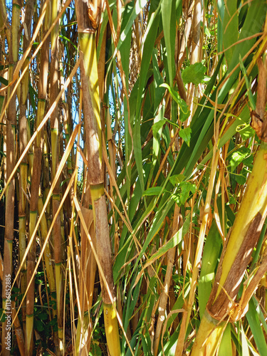 Bamboo forest background. Full frame tropical vegetation. Leaves and tall bamboo stems.