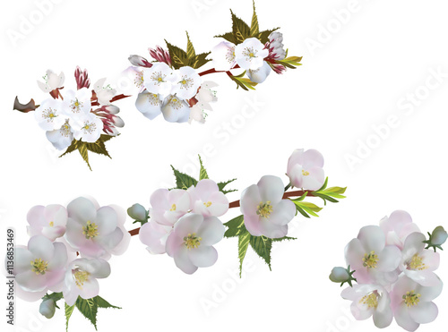 cherry tree light pink blossom isolated on white