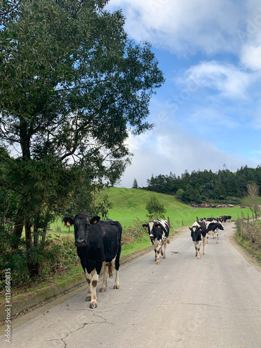 Cows walking on sao Migiel Island Azores, Portugal