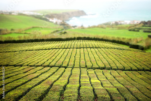 Green tea plnatation on the island of Sao Miguel, Azores, portugal photo