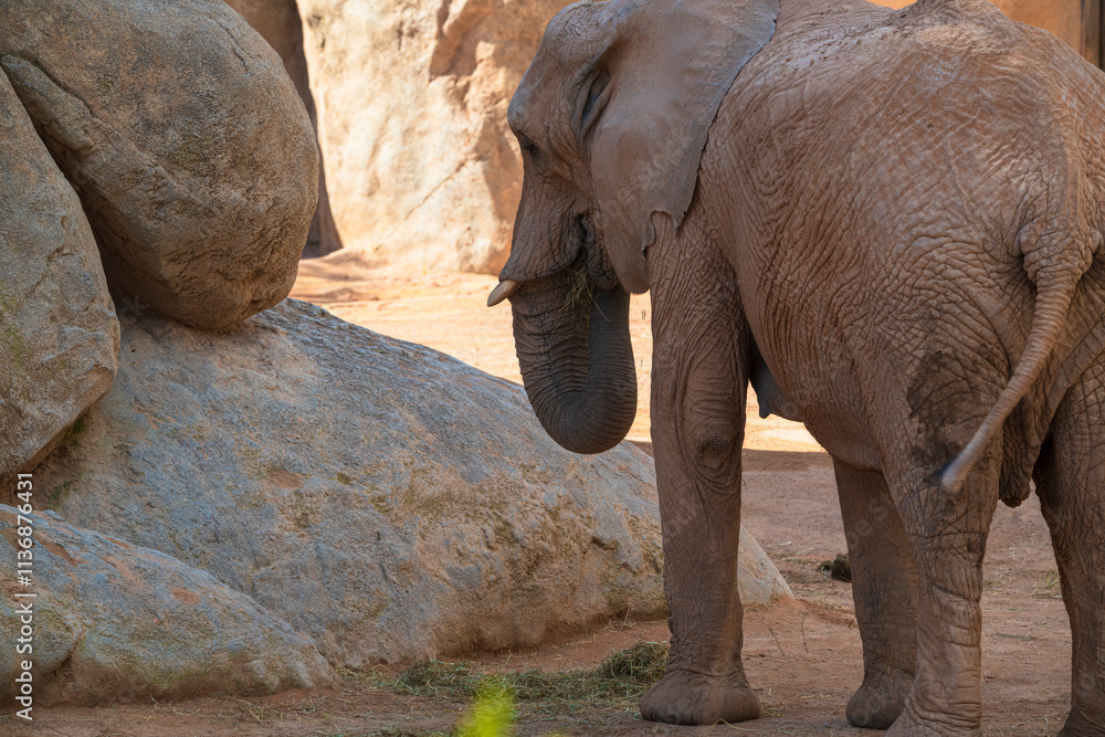 Fototapeta premium photographs of African elephants in their natural habitat in the middle of nature