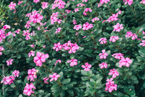 Madagascar periwinkle flower. Also called Nayantara flower in Bengali. A medicinal plant having extensive health benefits and is often used for treating a host of health anomalies like diabetes