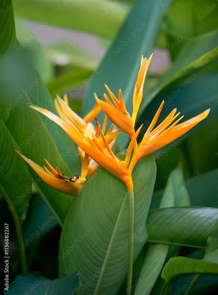 Obraz premium yellow flower bouquets of Heliconia psittacorum 'Golden Torch Adrian' plant. Native to tropical rainforest areas, it belongs to Heliconiaceae plant family. Their leaves are similar to banana leaves.