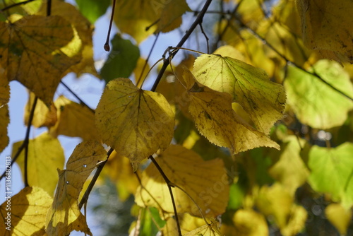 autumn leaves in the sun
