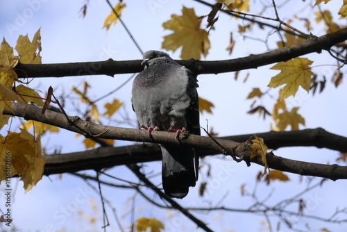 dove on the branch