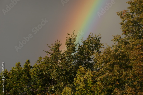 rainbow in the forest