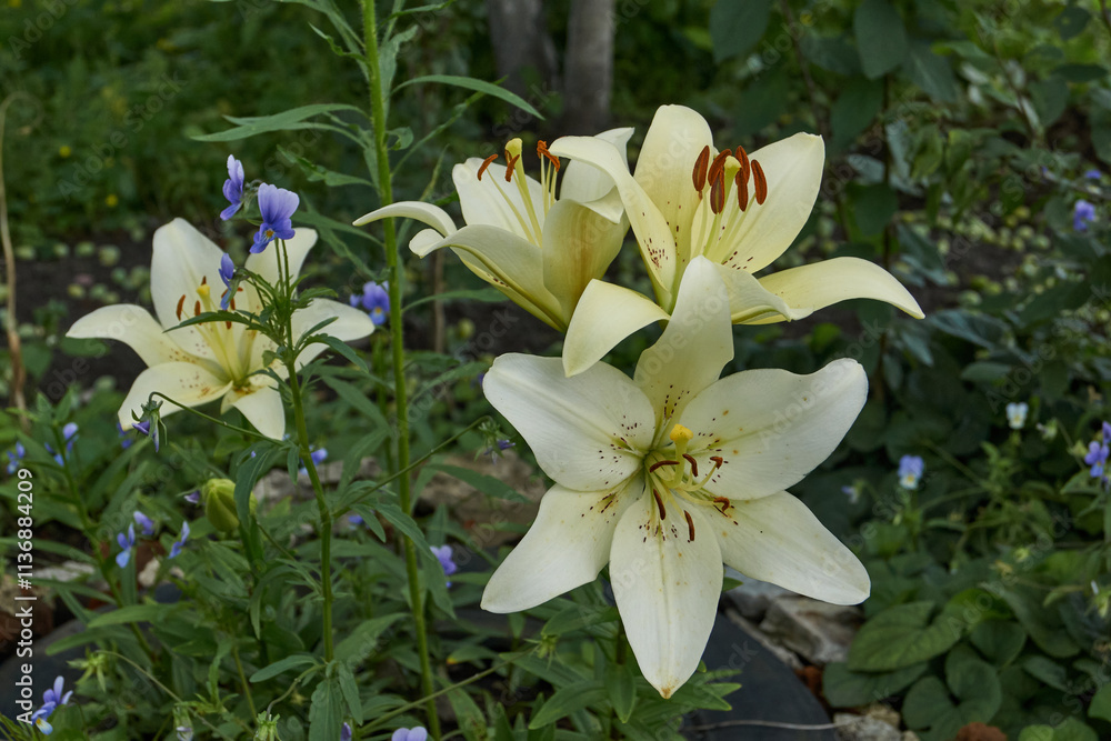 Lily (lat. Lilium) blooms in the garden. Lily - the genus of plants of the family of Lily (Liliaceae). Lily (lat. Lilium) blooms in the garden. Lily - the genus of plants of the family of Lily (Liliaceae).