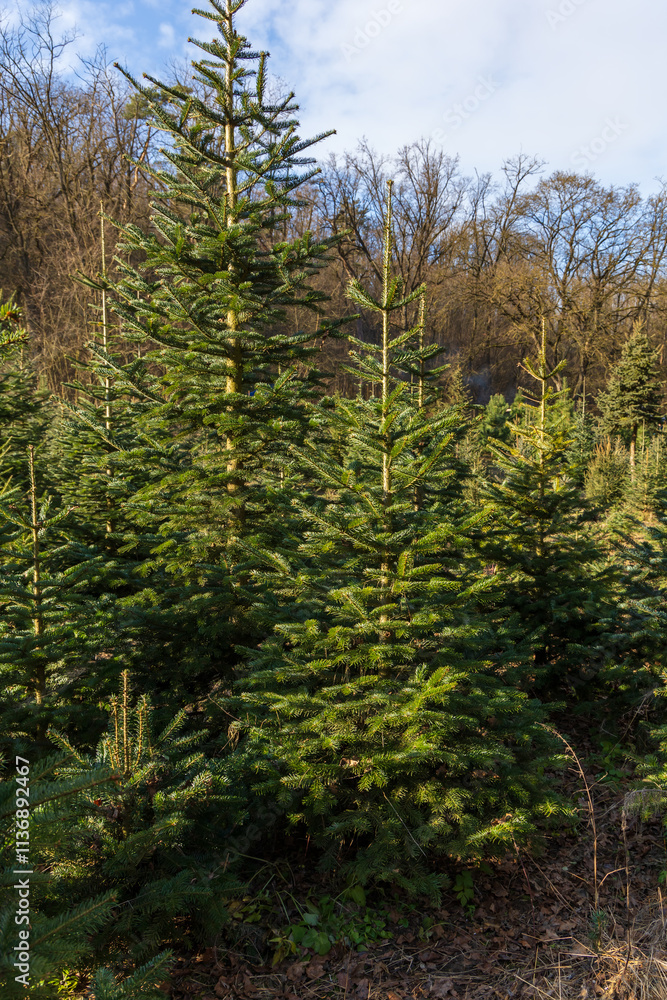 Fototapeta premium Plantation for the sale of Christmas trees