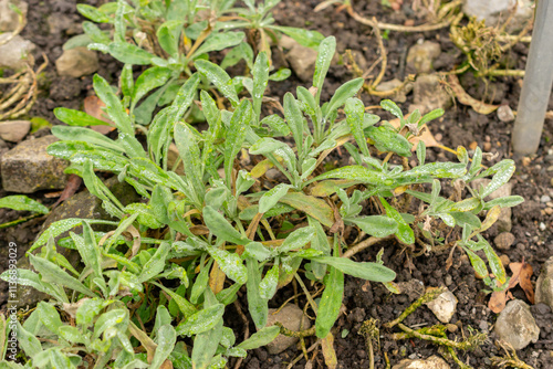 Alyssum Saxatile plant in Saint Gallen in Switzerland photo