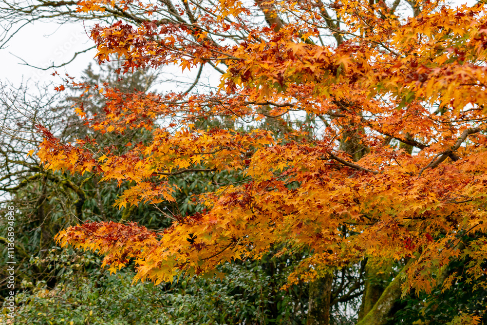 Japanese maple or Acer Palmatum plant in Saint Gallen in Switzerland Japanese maple or Acer Palmatum plant in Saint Gallen in Switzerland