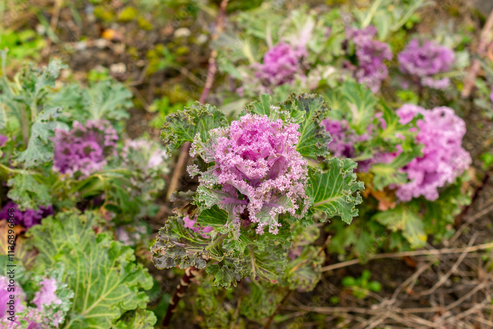 Cabbage or Brassica Oleracea var Acephala plant in Saint Gallen in Switzerland Cabbage or Brassica Oleracea var Acephala plant in Saint Gallen in Switzerland