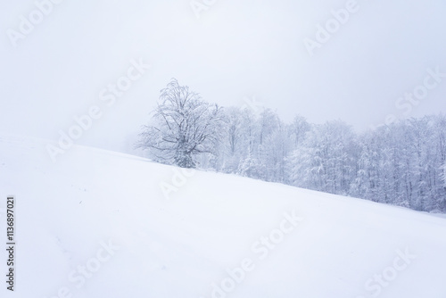 Wallpaper Mural Krajobraz zimowy w górach, białe zaśnieżone drzewa, zimowe tło, tapeta	 Torontodigital.ca