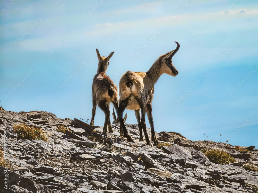 Mountain goats on the rock. Captured on Olympus, Greece Mountain goats on the rock. Captured on Olympus, Greece