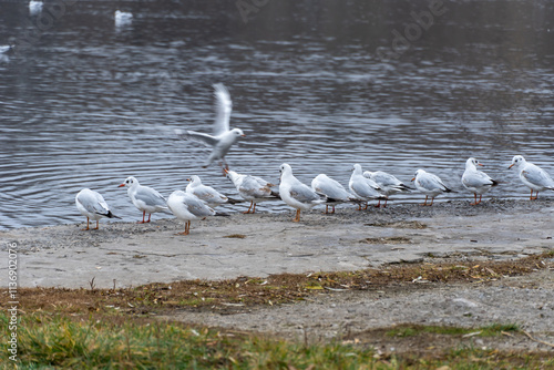 Large group birds of common gulls on shoreline in city lake. Rivergull on stone near coastline water. Flock birds chroicocephalus ridibundus fly, scream and eat fishs. Family laridae in wild nature. photo