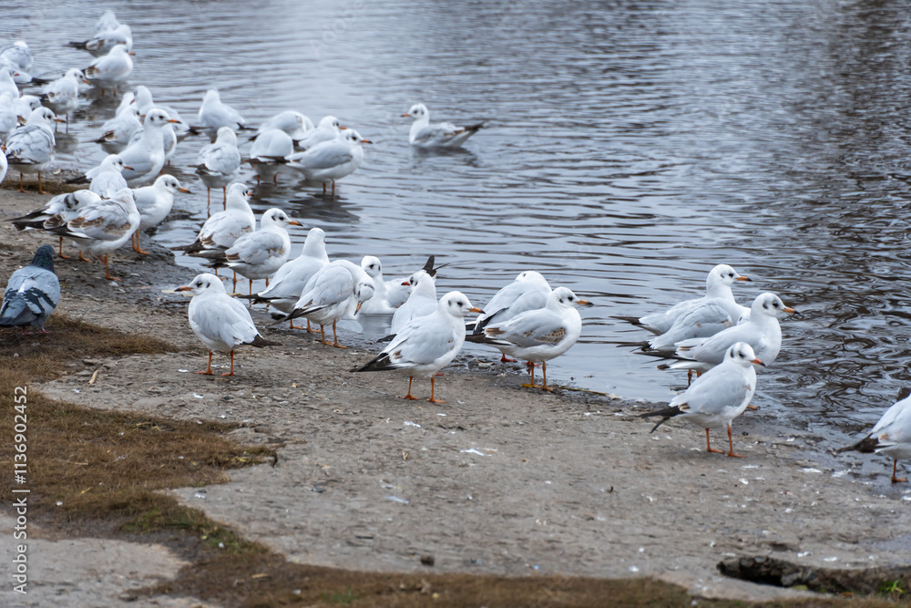 Large group birds of common gulls on shoreline in city lake. Rivergull on stone near coastline water. Flock birds chroicocephalus ridibundus fly, scream and eat fishs. Family laridae in wild nature. Large group birds of common gulls on shoreline in city lake. Rivergull on stone near coastline water. Flock birds chroicocephalus ridibundus fly, scream and eat fishs. Family laridae in wild nature.