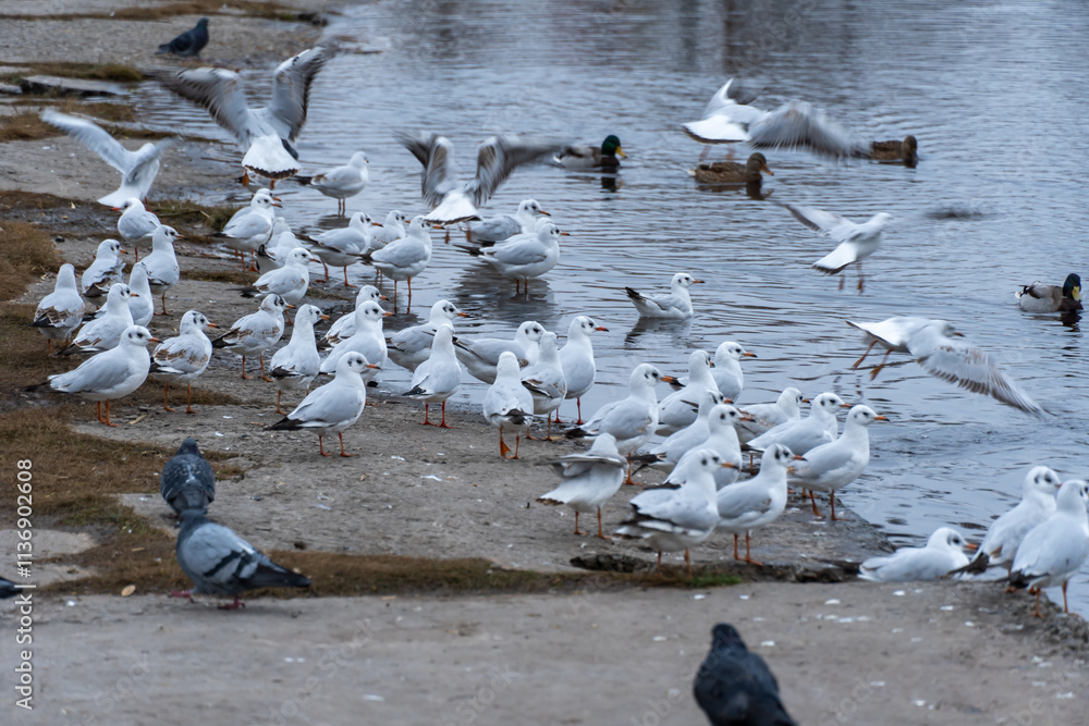 Large group birds of common gulls on shoreline in city lake. Rivergull on stone near coastline water. Flock birds chroicocephalus ridibundus fly, scream and eat fishs. Family laridae in wild nature. Large group birds of common gulls on shoreline in city lake. Rivergull on stone near coastline water. Flock birds chroicocephalus ridibundus fly, scream and eat fishs. Family laridae in wild nature.
