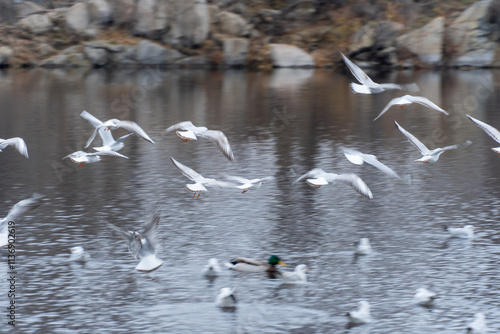 Large group birds of common gulls on shoreline in city lake. Rivergull on stone near coastline water. Flock birds chroicocephalus ridibundus fly, scream and eat fishs. Family laridae in wild nature. photo