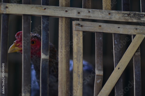A rooster with a red scalp in a cage made of bamboo