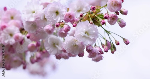 Cherry tree blossoms swaying gently in the wind