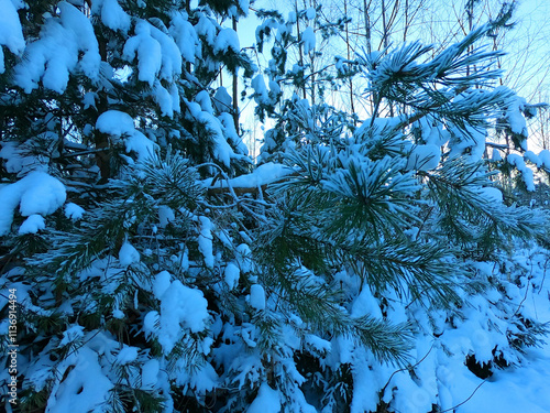 Spruce branches covered with snow in the forest at sunset