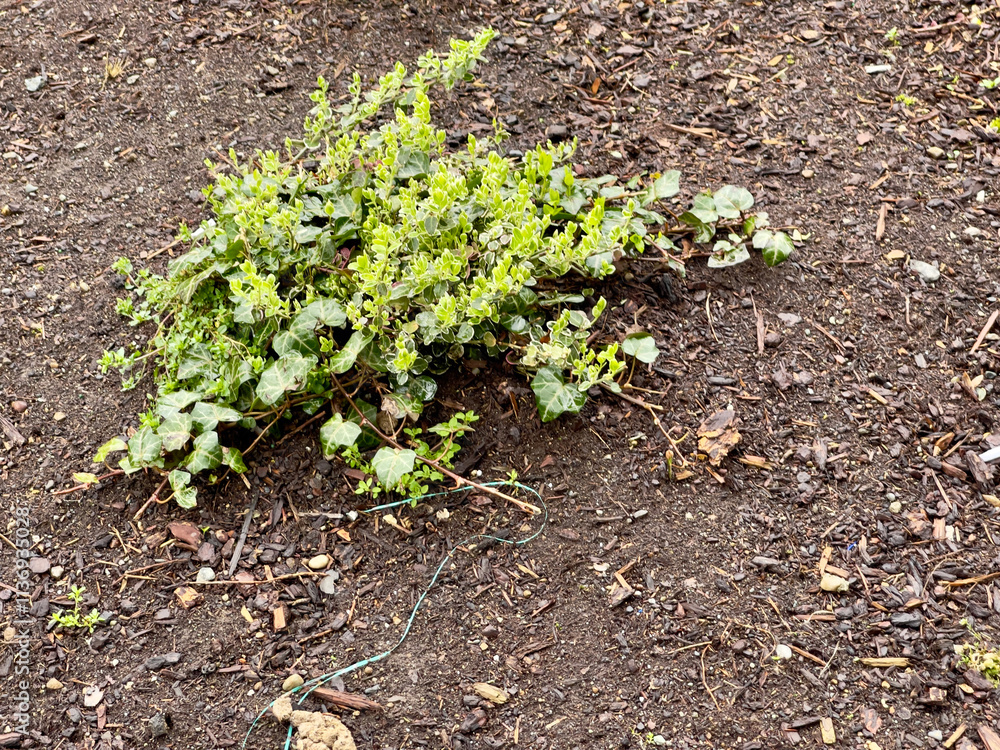 A shrub in spring A shrub in spring