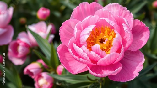Beautiful pink peony flowers blooming in abundance, creating a vibrant and colorful background, blooming, petals, summer